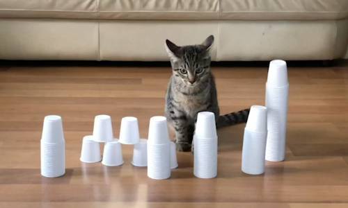 Cup Stacking for Kids