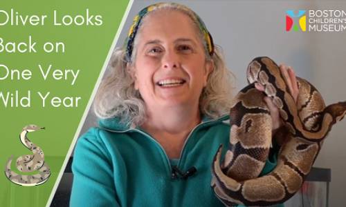 Oliver the Ball Python Looks Back on One Wild Year
